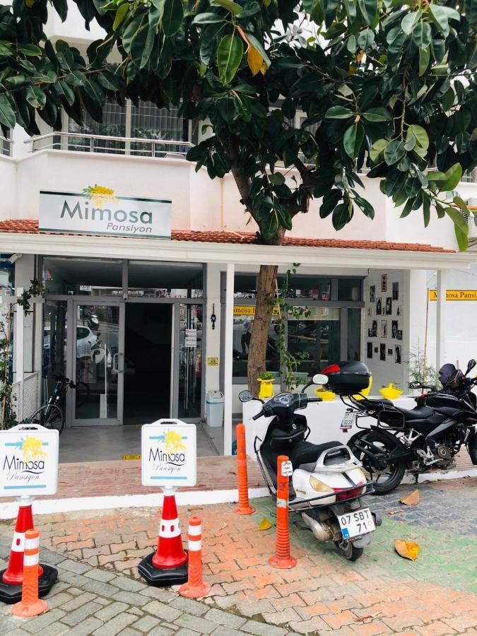 קס Mimosa Pension מראה חיצוני תמונה